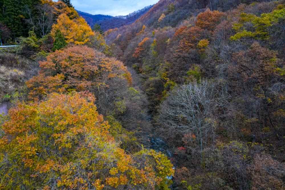 片品川渓谷の紅葉
