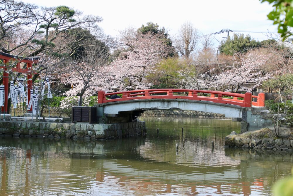 鶴岡八幡宮の桜