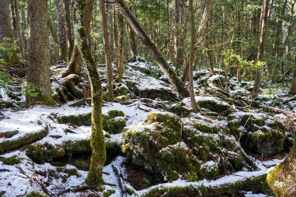 富岳風穴の外側のある森の木々