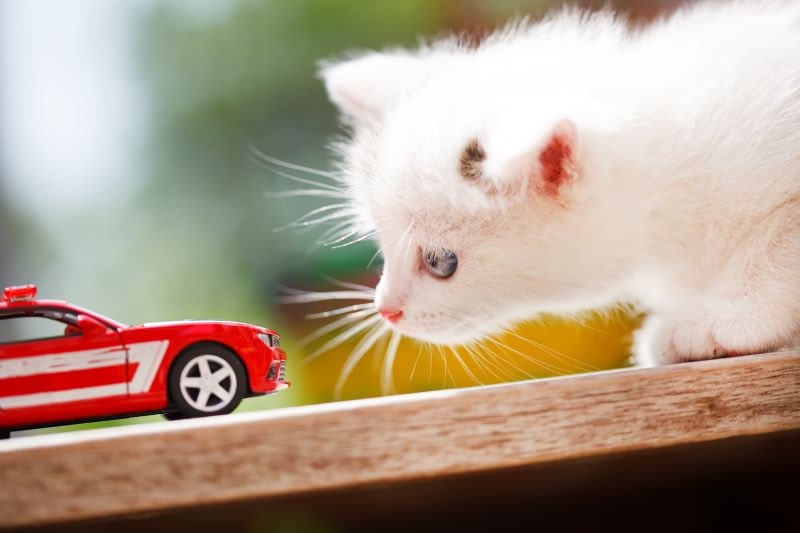 2月22日は猫の日 知らなきゃマズイ 自動車の 猫バンバン とは Moby モビー