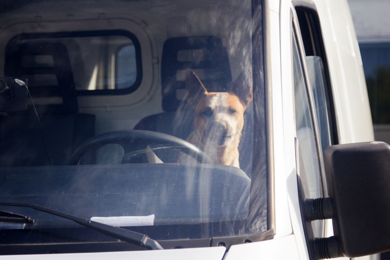 トラックに乗っている犬