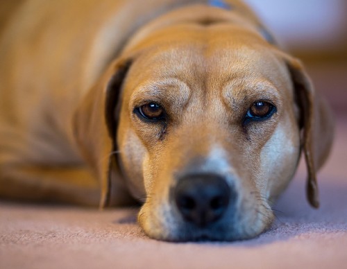 犬