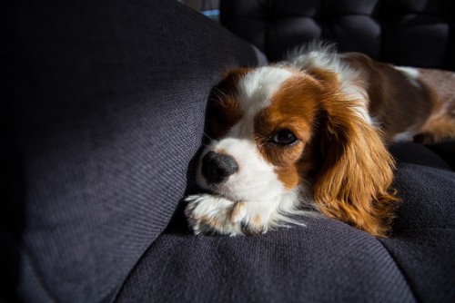犬