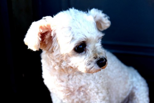 犬