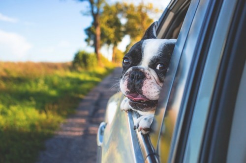車 犬