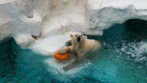 上野動物園 ホッキョクグマ