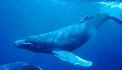 保存版 ドライブで行こう ホエールウォッチングができる日本の海まとめ クジラの種類 Moby モビー