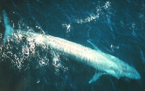 保存版 ドライブで行こう ホエールウォッチングができる日本の海まとめ クジラの種類 Moby モビー