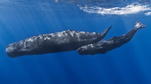 保存版 ドライブで行こう ホエールウォッチングができる日本の海まとめ クジラの種類 Moby モビー