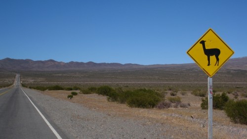 roadkillsign