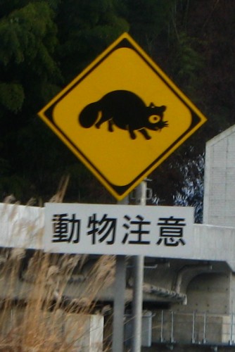 野生の動物と交通事故