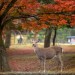 【無料も】奈良公園周辺の料金が安いおすすめ駐車場20選|鹿には要注意?