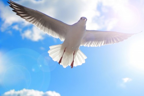羽ばたく鳥