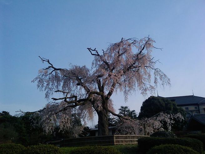 円山公園 京都府