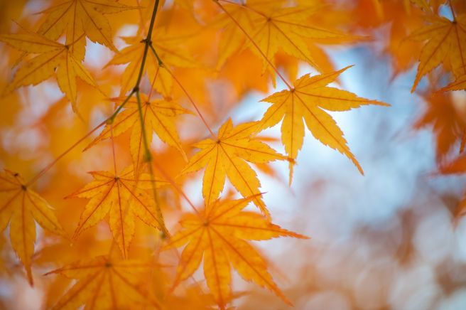 紅葉 イメージ画像