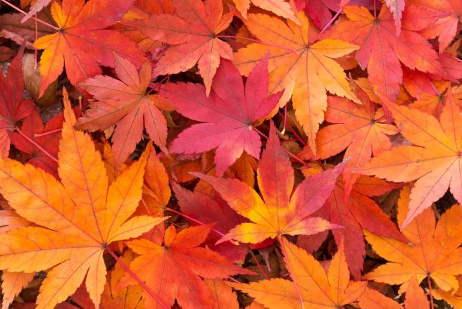 紅葉 イメージ画像