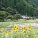 【南光自然観察村 総合情報】ツリーハウスやフィンランド式サウナを満喫!口コミも紹介