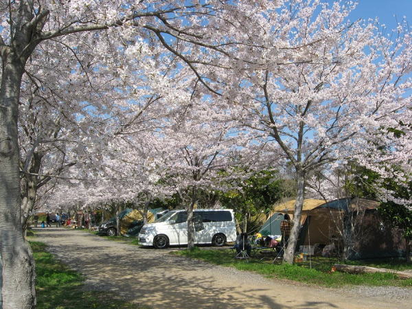 イレブンオートキャンプパーク 桜